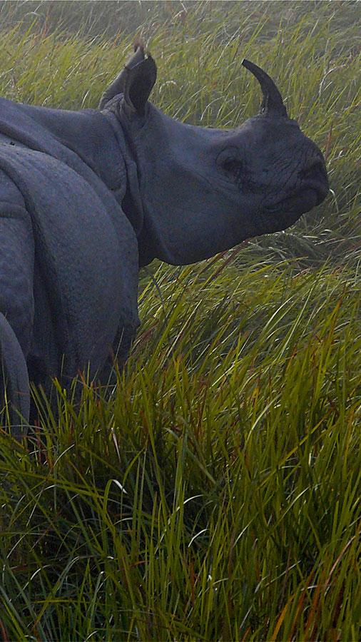 Rhino Sightseeing