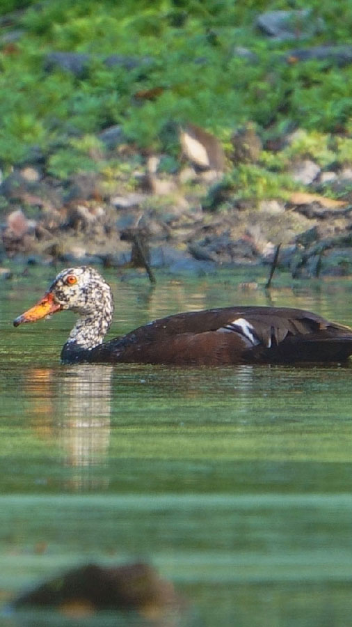 White Winged Wood Duck (The State bird of Assam)