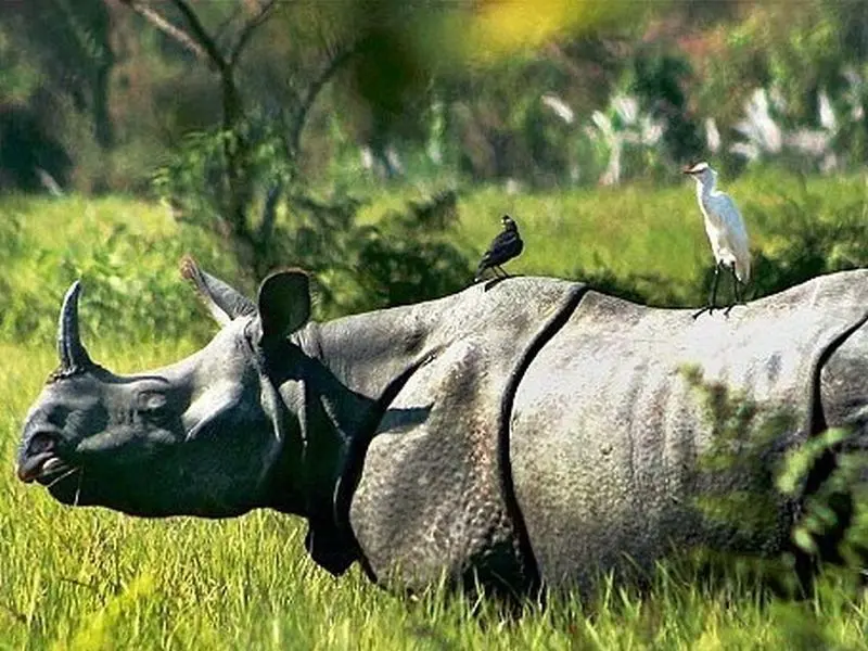 Kaziranga Nameri Tour Package: image #2