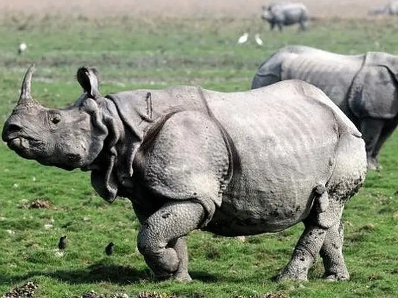 Kaziranga Nameri Tour Package: image #4