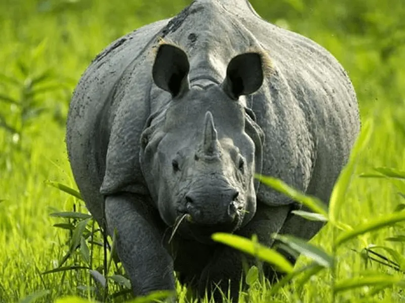 Kaziranga Tawang Tour Package: image #3