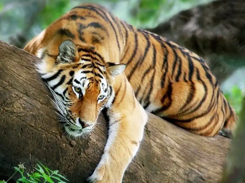 Shillong Cherrapunji Kaziranga Guwahati Tours Package: image #8