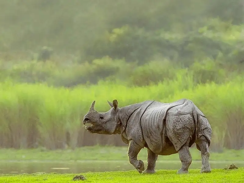 Shillong Cherrapunji Kaziranga Nameri Tawang Tour Package: image #6