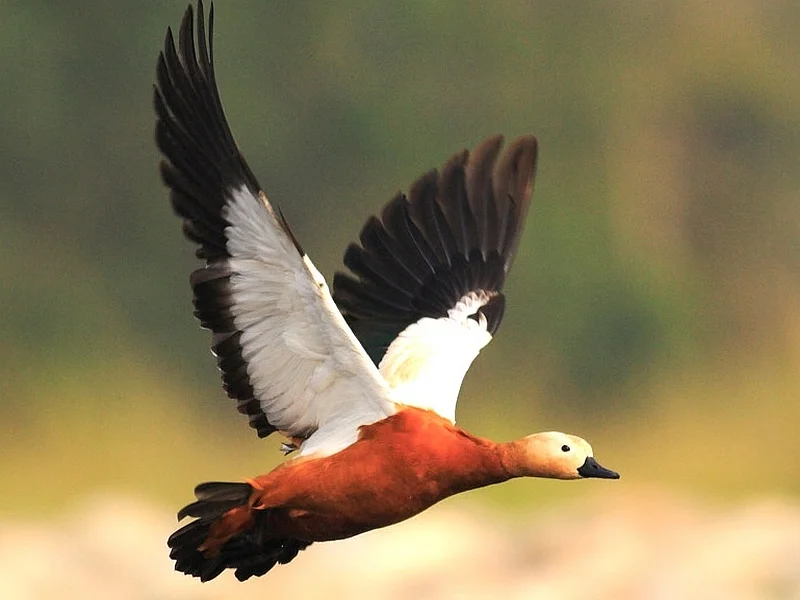 Kaziranga Nameri Eaglenest Dirang Birding Tour Package: image #5