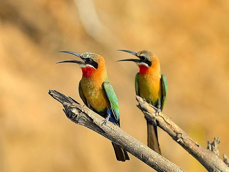Kaziranga Nameri Eaglenest Dirang Birding Tour Package: image #6