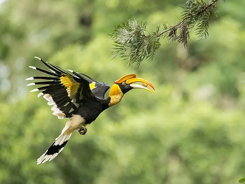 Kaziranga Nameri Eaglenest Dirang Birding Tour Package: image #9