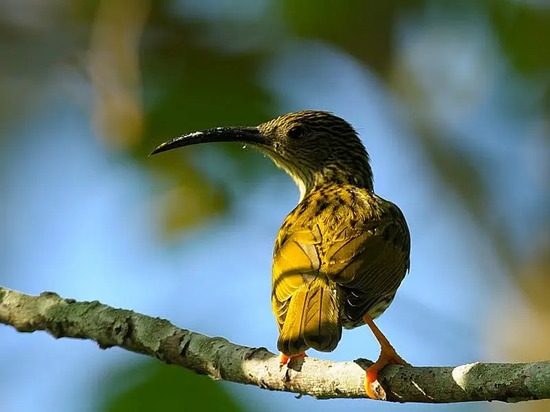 Kaziranga Nameri Birding Tour Package: image #3