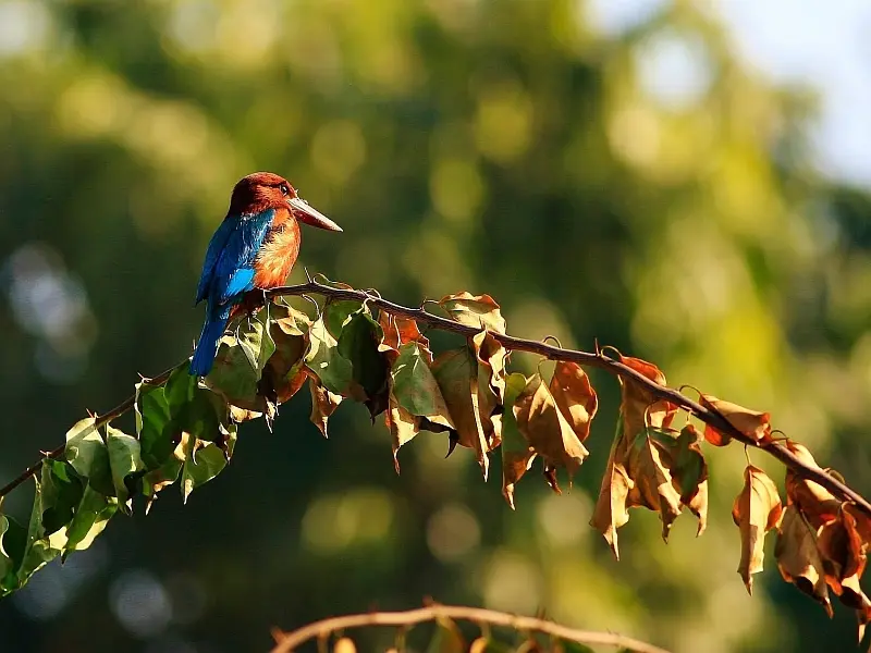 Kaziranga Nameri Birding Tour Package: image #5