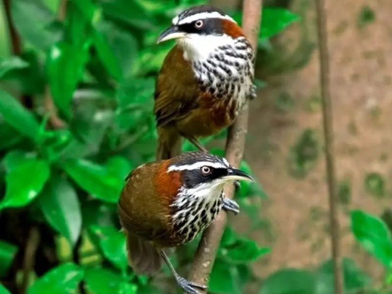 Kaziranga Nameri Birding Tour Package: image #7