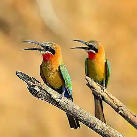 Image for Kaziranga Nameri Birding Tour Package